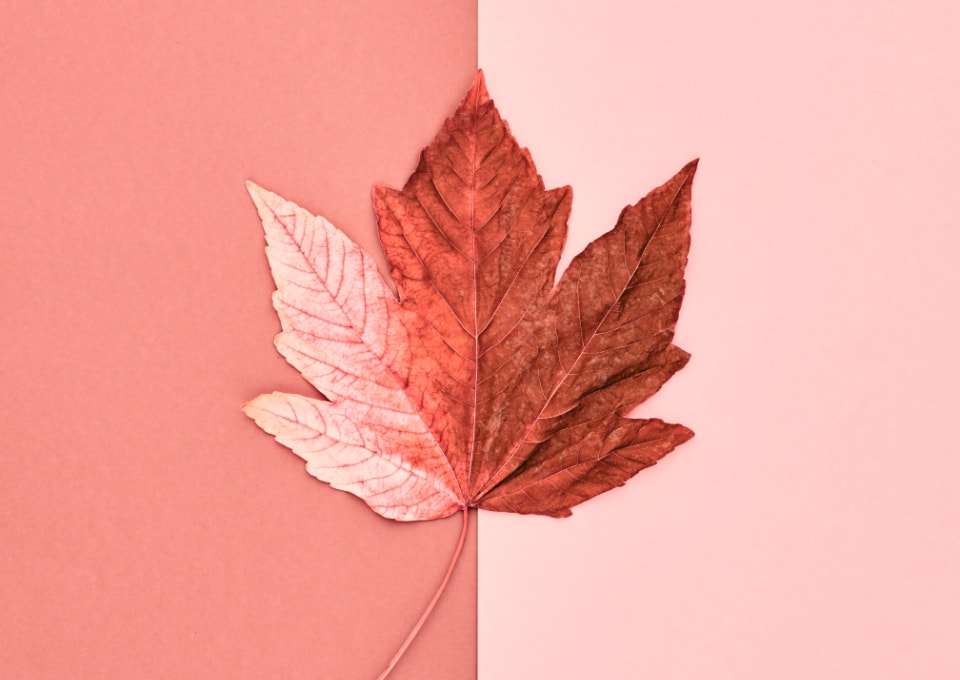 Our curated collection of Canadian Owned Natural Beauty brands